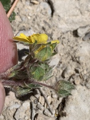 Potentilla concinna proxima