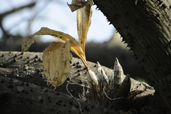 Catasetum fimbriatum