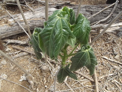 Gyrocarpus jatrophifolius