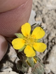 Potentilla concinna proxima