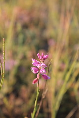 Polygala cretacea