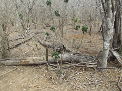 Gyrocarpus jatrophifolius