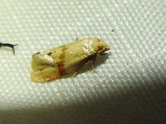 Cochylis caulocatax