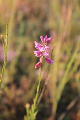 Polygala cretacea