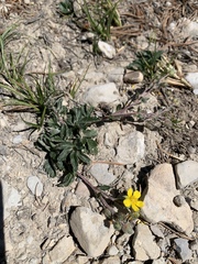 Potentilla concinna proxima