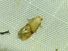 Cochylis caulocatax