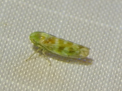 Cetexa