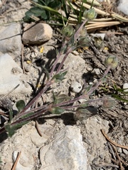 Potentilla concinna proxima