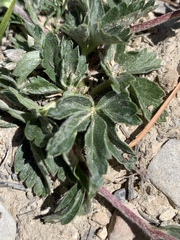 Potentilla concinna proxima