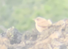 Salpinctes obsoletus