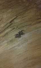 Dendryphantes mordax