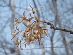Fouquieria macdougalii