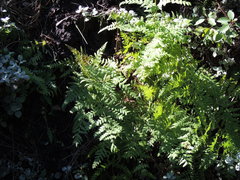 Histiopteris