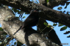 Knipolegus cyanirostris