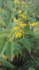 Lysimachia vulgaris