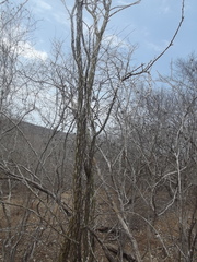 Fouquieria macdougalii