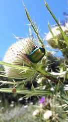 Protaetia cuprea