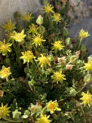 Ivesia jaegeri
