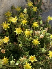 Ivesia jaegeri