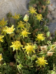 Ivesia jaegeri