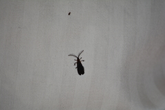 Leptoceletes basalis