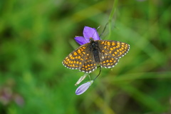 Melitaea aurelia