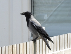 Corvus cornix