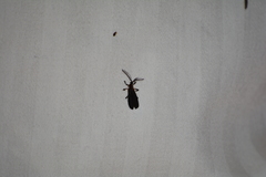 Leptoceletes basalis