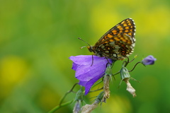Melitaea aurelia