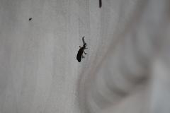 Leptoceletes basalis