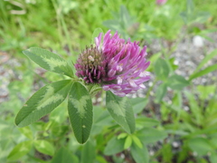 Trifolium pratense