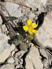 Potentilla concinna proxima
