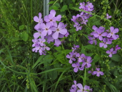 Hesperis matronalis