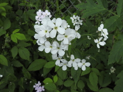 Hesperis matronalis