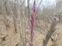 Tillandsia intermedia