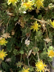 Ivesia jaegeri