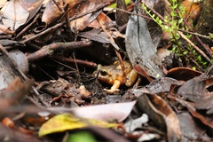 Eupsophus emiliopugini