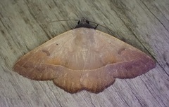 Eulepidotinae