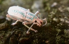 Compsus viridivittatus