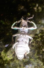 Compsus viridivittatus