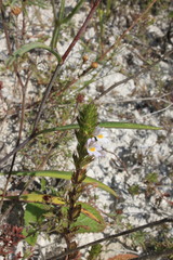 Euphrasia pectinata