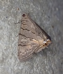 Eulepidotis merricki