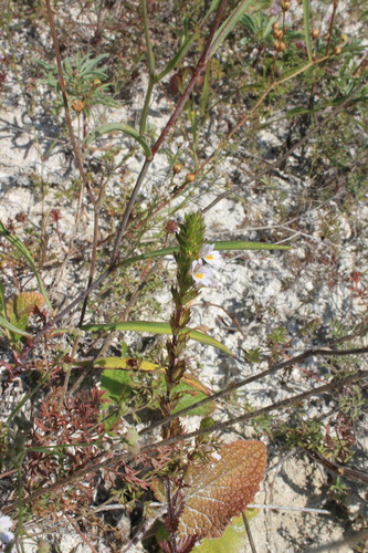 Euphrasia pectinata iNat (3)