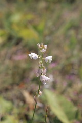 Polygala cretacea