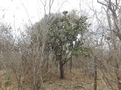 Opuntia rileyi