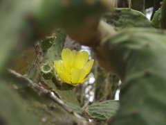 Opuntia rileyi
