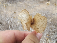 Callaeum septentrionale