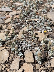 Antennaria soliceps