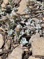 Antennaria soliceps