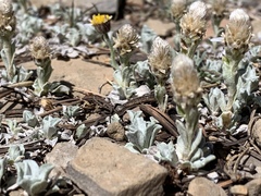 Antennaria soliceps